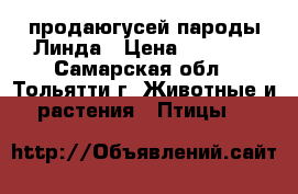 продаюгусей пароды Линда › Цена ­ 1 000 - Самарская обл., Тольятти г. Животные и растения » Птицы   